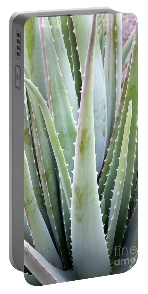 Aloe Vera Portable Battery Charger featuring the photograph Aloe Vera Plant #1 by Inga Spence