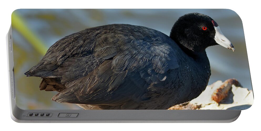 Shorebird Portable Battery Charger featuring the photograph American Coot #1 by Natural Focal Point Photography