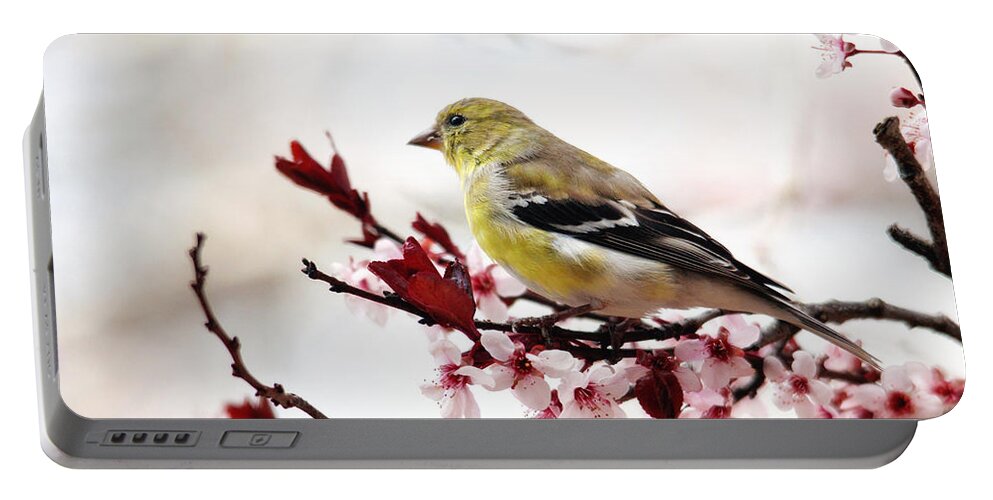 Birds Portable Battery Charger featuring the photograph American Goldfinch in Spring by Trina Ansel
