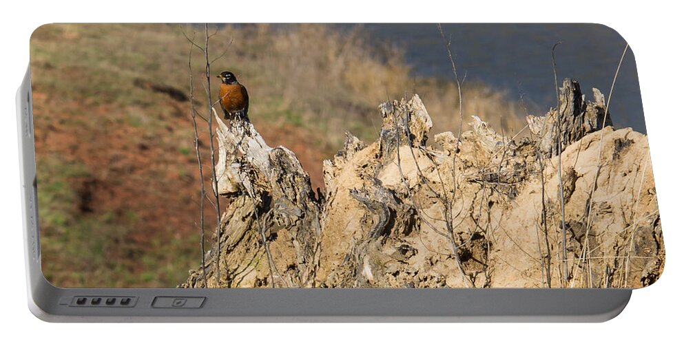 Jan Holden Portable Battery Charger featuring the photograph American Robin #1 by Holden The Moment