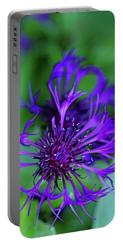 Cornflower Portable Battery Charger featuring the photograph Bachelor's Button #2 by Debbie Oppermann