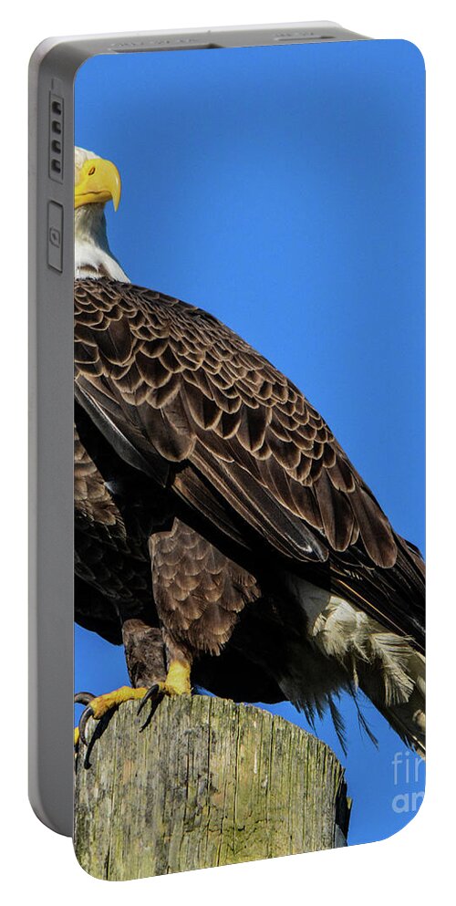Eagles Portable Battery Charger featuring the photograph Bald Eagle #1 by John Greco
