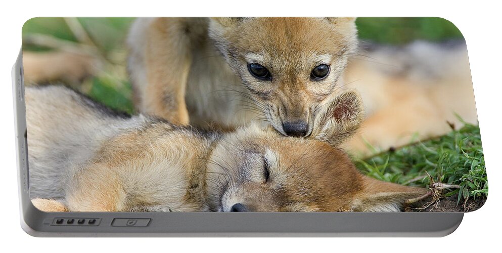 Mp Portable Battery Charger featuring the photograph Black-backed Jackal Canis Mesomelas #1 by Suzi Eszterhas