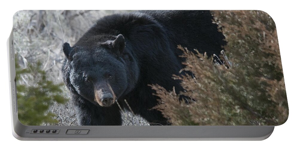 Black Bear Portable Battery Charger featuring the photograph Black Bear #1 by Gary Beeler