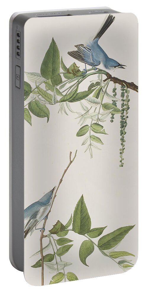 Flycatcher Portable Battery Charger featuring the painting Blue Grey Flycatcher by John James Audubon