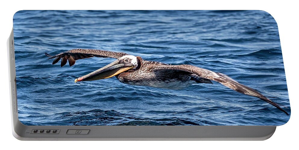 Brown Pelican Portable Battery Charger featuring the photograph Brown Pelican 4 #1 by Endre Balogh