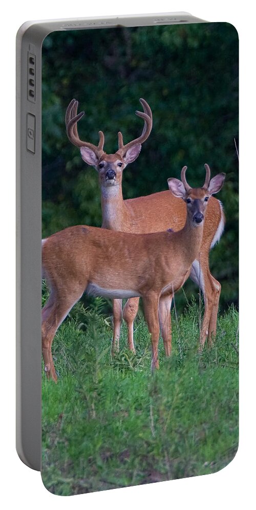 Deer Portable Battery Charger featuring the photograph Buck Father and Son #1 by William Jobes