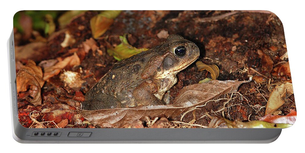Bufo Marinos Portable Battery Charger featuring the photograph Cane Toad #1 by Breck Bartholomew