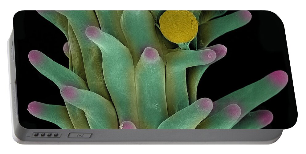 Biological Portable Battery Charger featuring the photograph Cannabis Pollen in Stigma #1 by Ted Kinsman