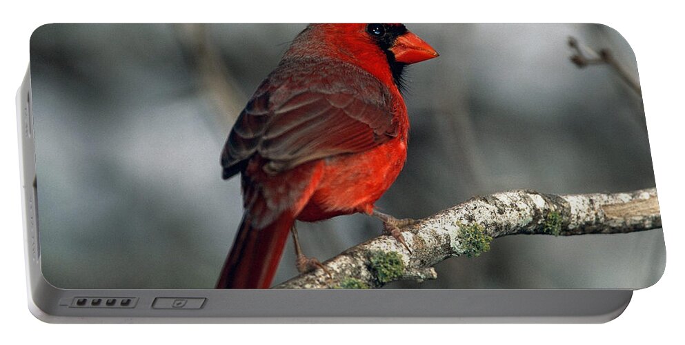 Cardinal Portable Battery Charger featuring the photograph Cardinal #1 by Jackie Russo