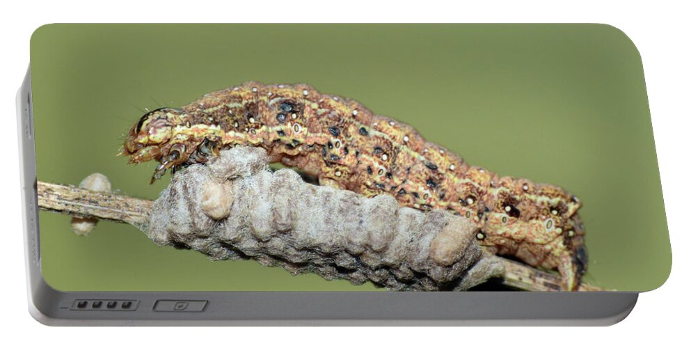 Photograph Portable Battery Charger featuring the photograph Caterpillar and Parasitic Wasp Eggs #1 by Larah McElroy