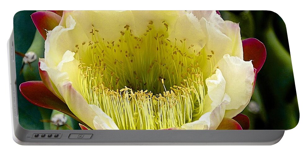 Cacti Portable Battery Charger featuring the photograph Cereus Cactus Flower #1 by Barbara Zahno