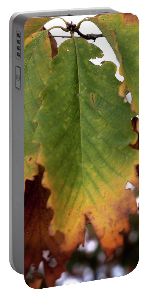 Fall Portable Battery Charger featuring the photograph Changing Leaves #1 by George Taylor