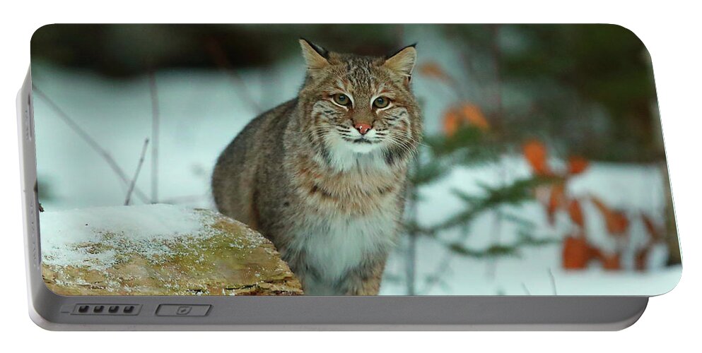 Bobcat Portable Battery Charger featuring the photograph Checking Me Out #1 by Duane Cross