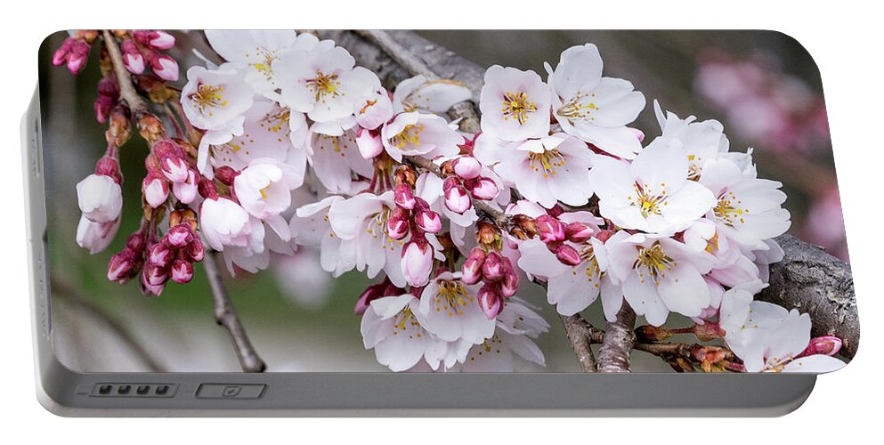 Cherry Blossoms Portable Battery Charger featuring the photograph Cherry Blossoms #1 by Cathy Donohoue