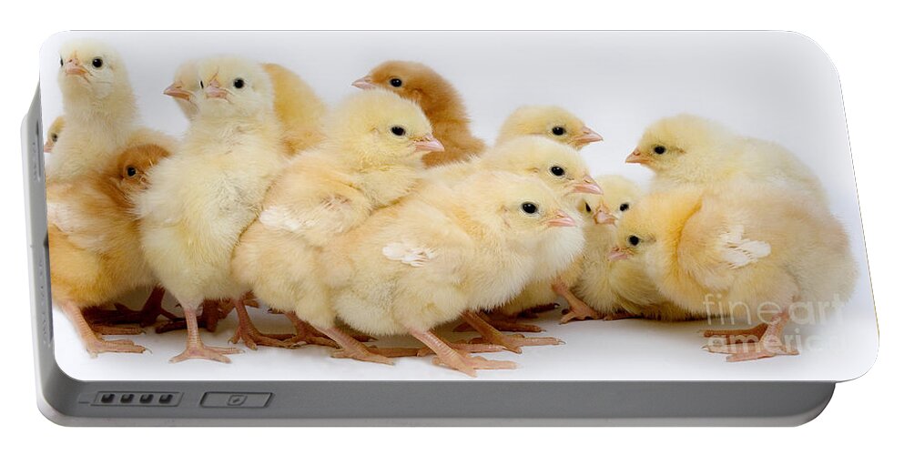 Chick Portable Battery Charger featuring the photograph Chicks #1 by Gerard Lacz