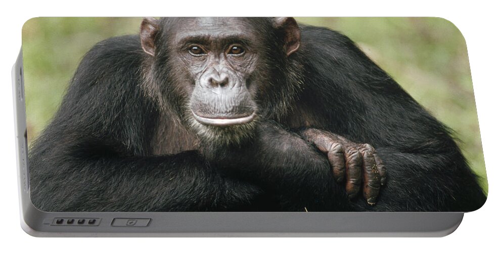 Mp Portable Battery Charger featuring the photograph Chimpanzee Pan Troglodytes Portrait #1 by Gerry Ellis