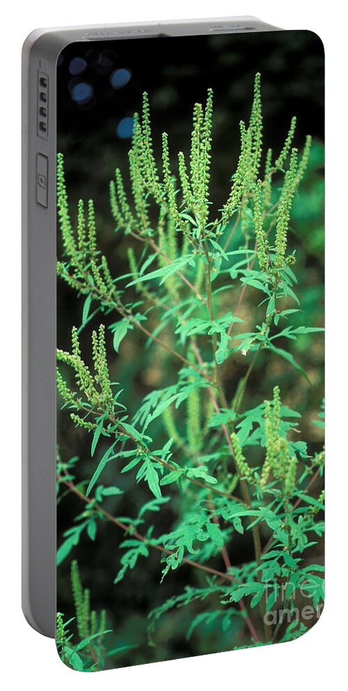 Plant Portable Battery Charger featuring the photograph Common Ragweed In Flower by John Kaprielian