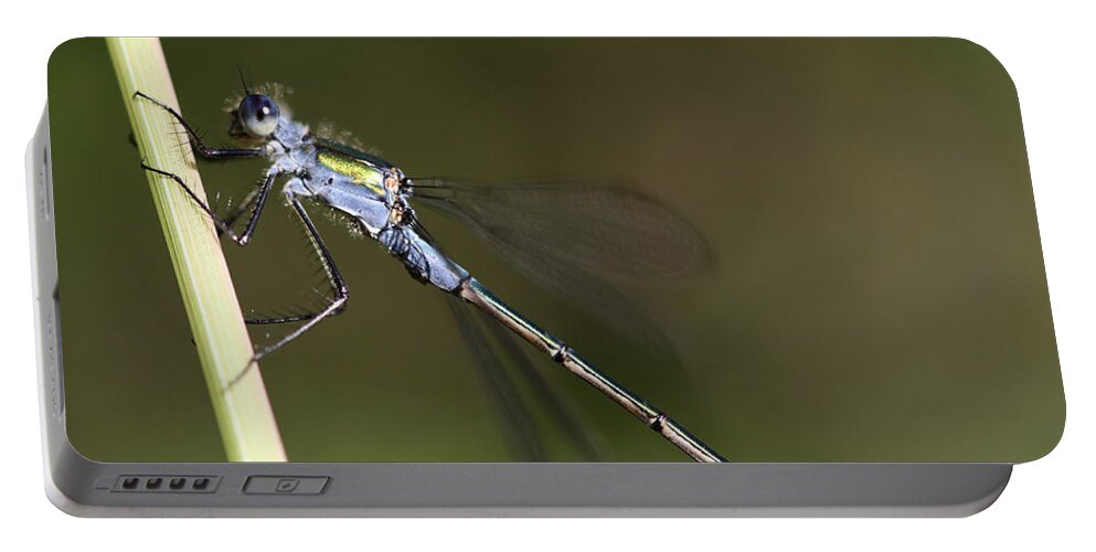 Damselfly Portable Battery Charger featuring the photograph Damselfly #1 by Maria Gaellman