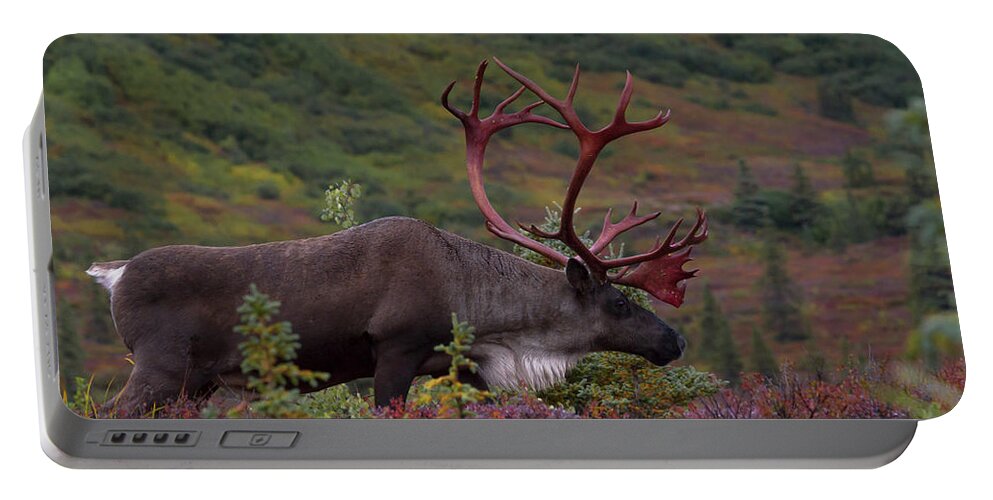 Alaska Portable Battery Charger featuring the photograph Denali Caribou Herd #1 by Scott Slone