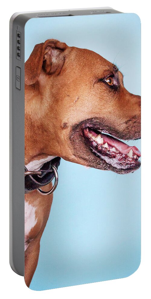 Dog Portable Battery Charger featuring the photograph Dexter #1 by Pit Bull Headshots by Headshots Melrose