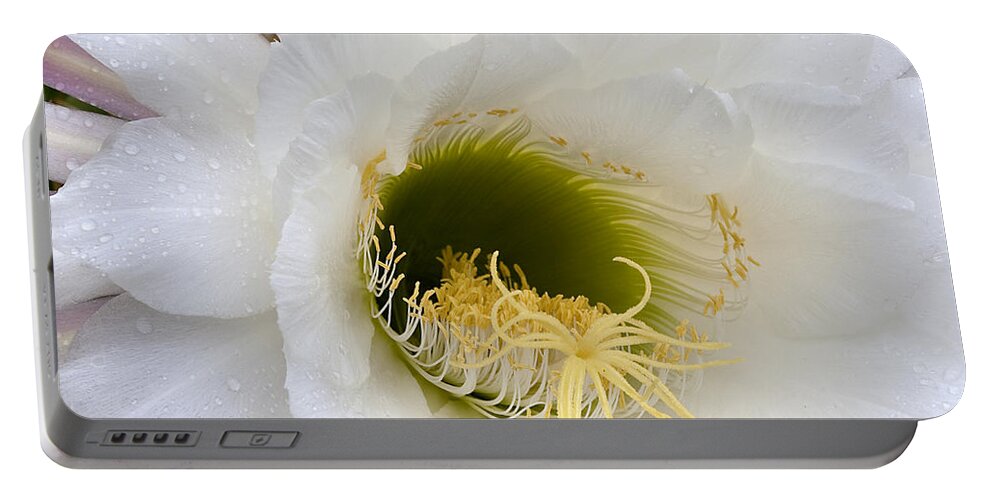 Flower Portable Battery Charger featuring the photograph Easter Lily Cactus #1 by Phyllis Denton
