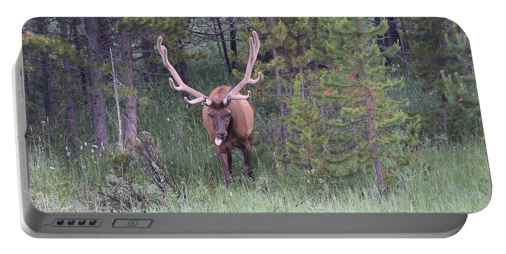 Animals Portable Battery Charger featuring the photograph Bull Elk Rocky Mountain NP CO #5 by Margarethe Binkley