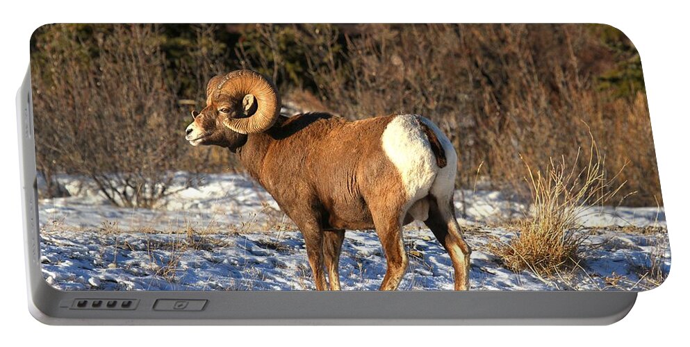 Bighorn Sheep Portable Battery Charger featuring the photograph Entering The Brush #1 by Adam Jewell