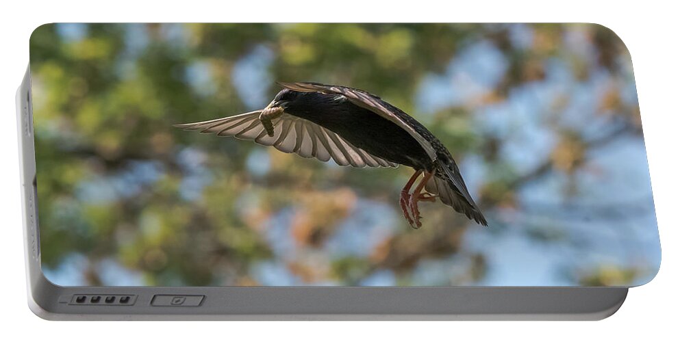Starling Portable Battery Charger featuring the photograph European Starling  by Holden The Moment
