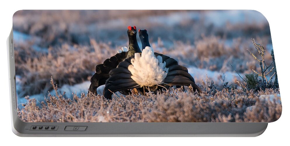 Black Grouse Portable Battery Charger featuring the photograph Face to Face #1 by Torbjorn Swenelius