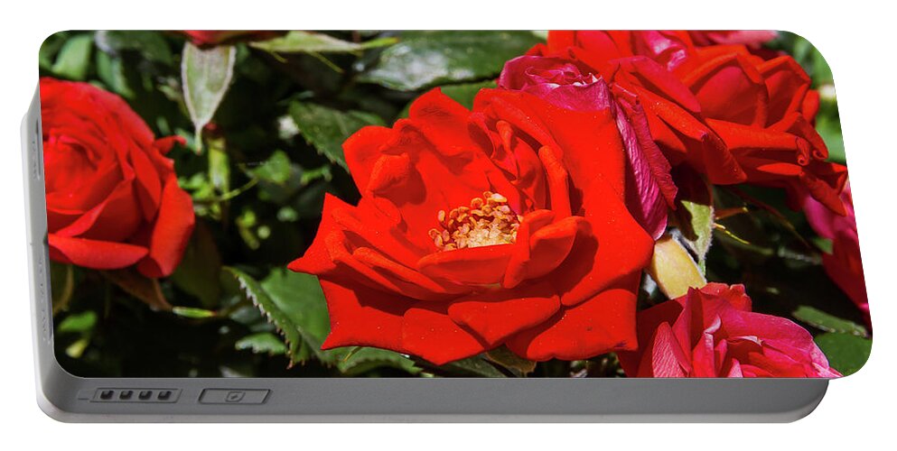 Rose Portable Battery Charger featuring the photograph Garden flowers - 6 by Paul MAURICE