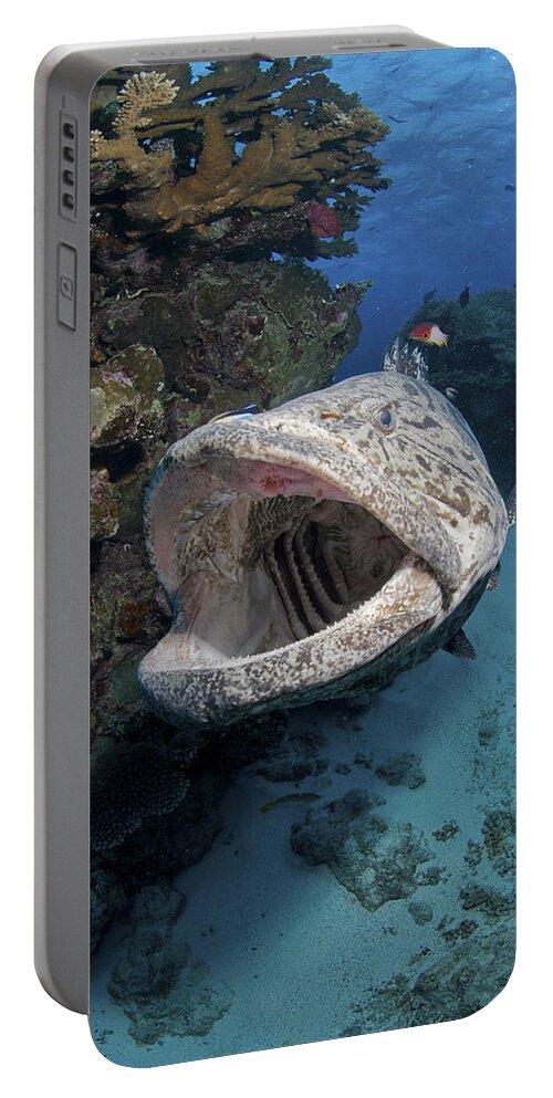 Cod Hole Portable Battery Charger featuring the photograph Giant Grouper, Great Barrier Reef #1 by Mathieu Meur