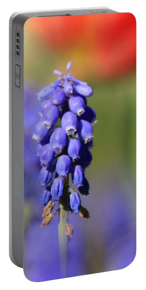 Muscari Portable Battery Charger featuring the photograph Grape Hyacinth #2 by Chris Berry