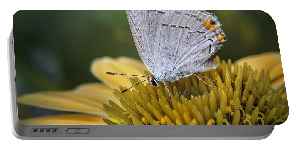 Bloom Portable Battery Charger featuring the photograph Gray Hairstreak Butterfly #1 by David and Carol Kelly