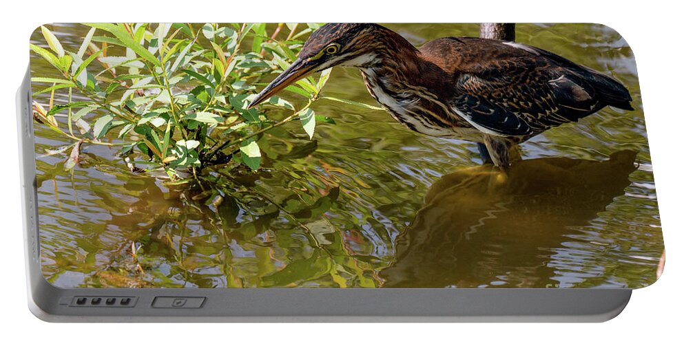 Green Heron Portable Battery Charger featuring the photograph Green heron fishing #1 by Sam Rino