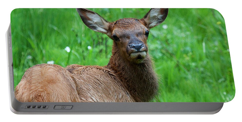 Elk Portable Battery Charger featuring the photograph Green Pastures by Jim Garrison