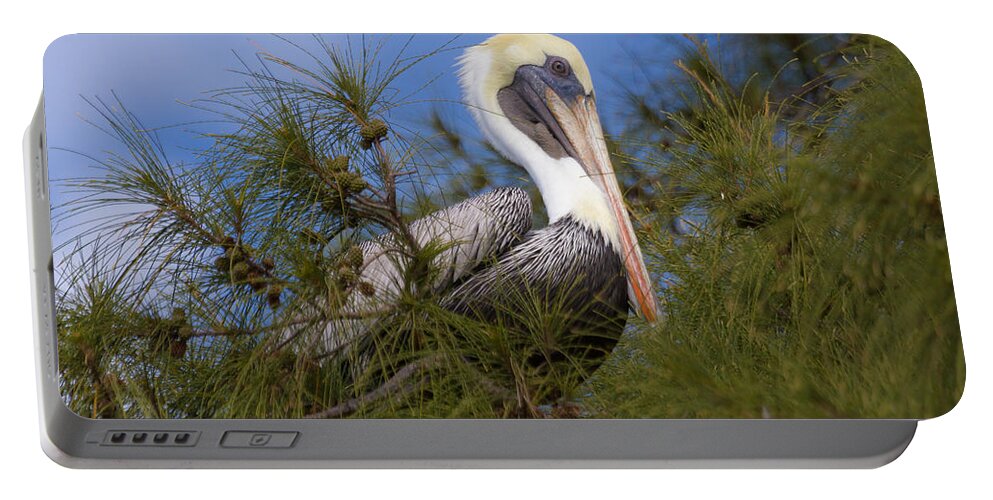 Florida Portable Battery Charger featuring the photograph Hanging Out #1 by Paul Schultz