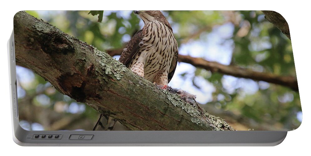 Hawk Portable Battery Charger featuring the photograph Hawk on a Branch #1 by Steven Spak