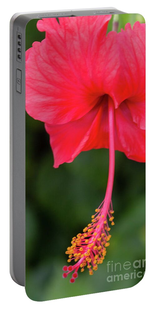 Flower Portable Battery Charger featuring the photograph Hibiscus by Kathy Strauss