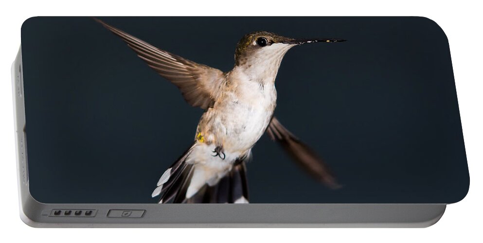 Hummingbird Portable Battery Charger featuring the photograph Hummingbird In Flight #3 by Holden The Moment