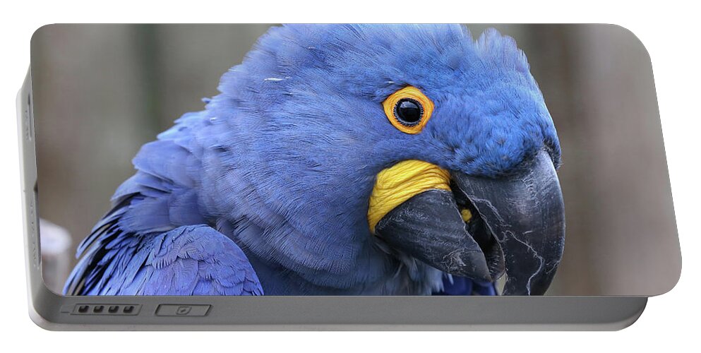 Macaw Portable Battery Charger featuring the photograph Hyacinth Macaw #1 by Paul Fell