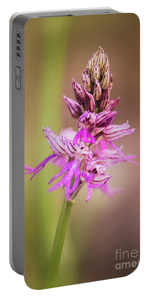 Hybrid Acera Anthropophorum X Orchis Italica Portable Battery Charger featuring the photograph hybrid orchid A.anthropophorum x O.italica. Orchis x bivonae #1 by Perry Van Munster
