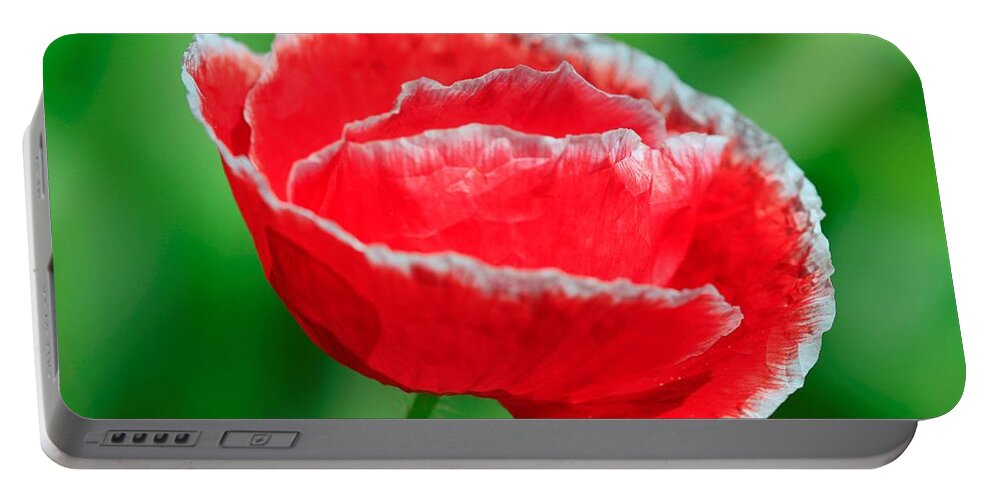 Mccombie Portable Battery Charger featuring the photograph Iceland Poppy from the Garden Gnome Mix #5 by J McCombie