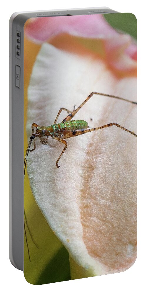 Insect Portable Battery Charger featuring the photograph Insect On Flower #1 by Henri Irizarri