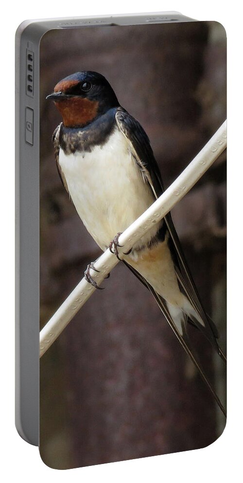 Jay Portable Battery Charger featuring the photograph Swallow 2 by John Topman