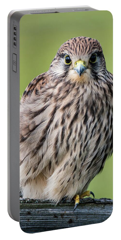 Kestrel Portable Battery Charger featuring the photograph Juvenile by Torbjorn Swenelius