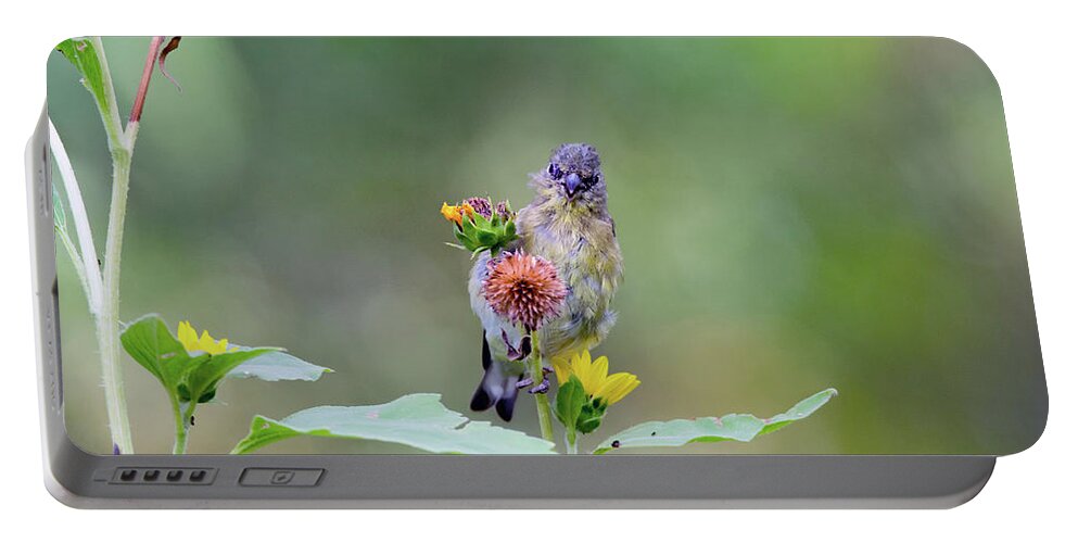 Lesser Portable Battery Charger featuring the photograph Lesser Goldfinch 4036 #1 by Tam Ryan