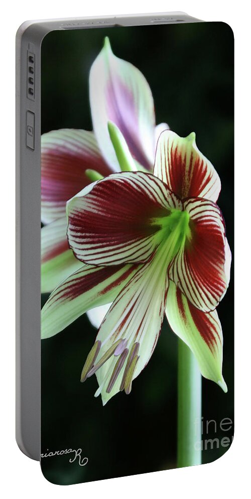 Flora Portable Battery Charger featuring the photograph Lily #2 by Mariarosa Rockefeller
