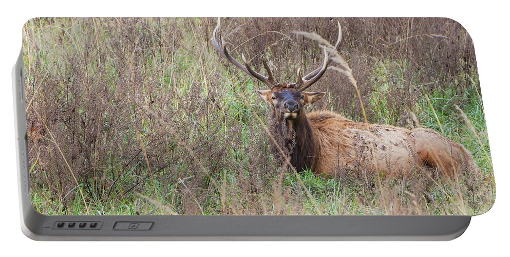 Lone Elk Park Portable Battery Charger featuring the photograph Lone Elk by Holly Ross