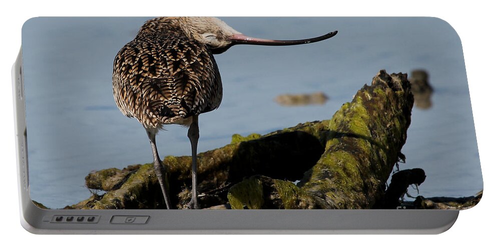 Long-billed Curlew Portable Battery Charger featuring the photograph Long-billed Curlew #1 by Meg Rousher